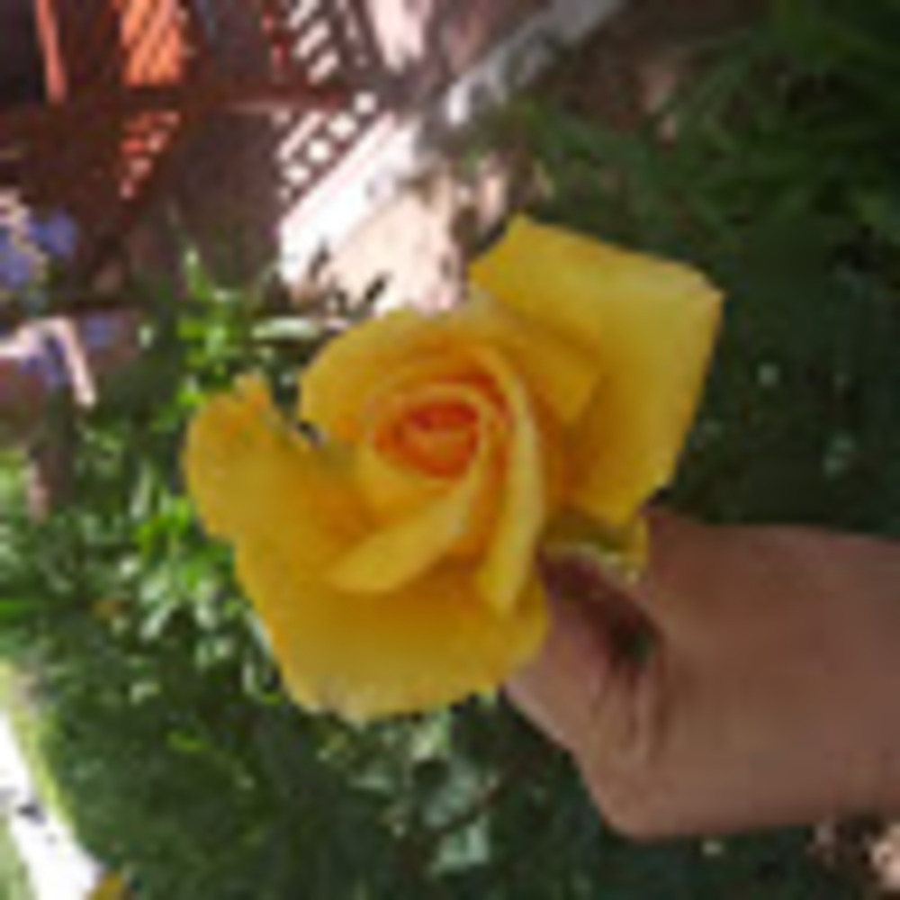 Meet your Posher, Araya